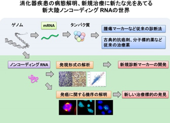 消化器疾患の病態解明、新規治療に新たな光をあてる新大陸ノンコーディングRNAの世界