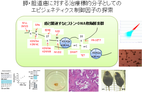 膵・胆道癌に対する治療標的分子としてのエピジェネティクス制御因子の探索